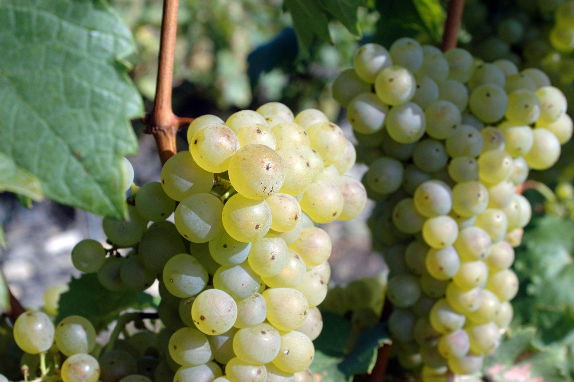 Riesling grape scaled